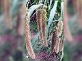 Foxtail Millet